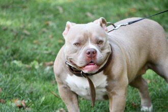 Perro de la raza American Stanford