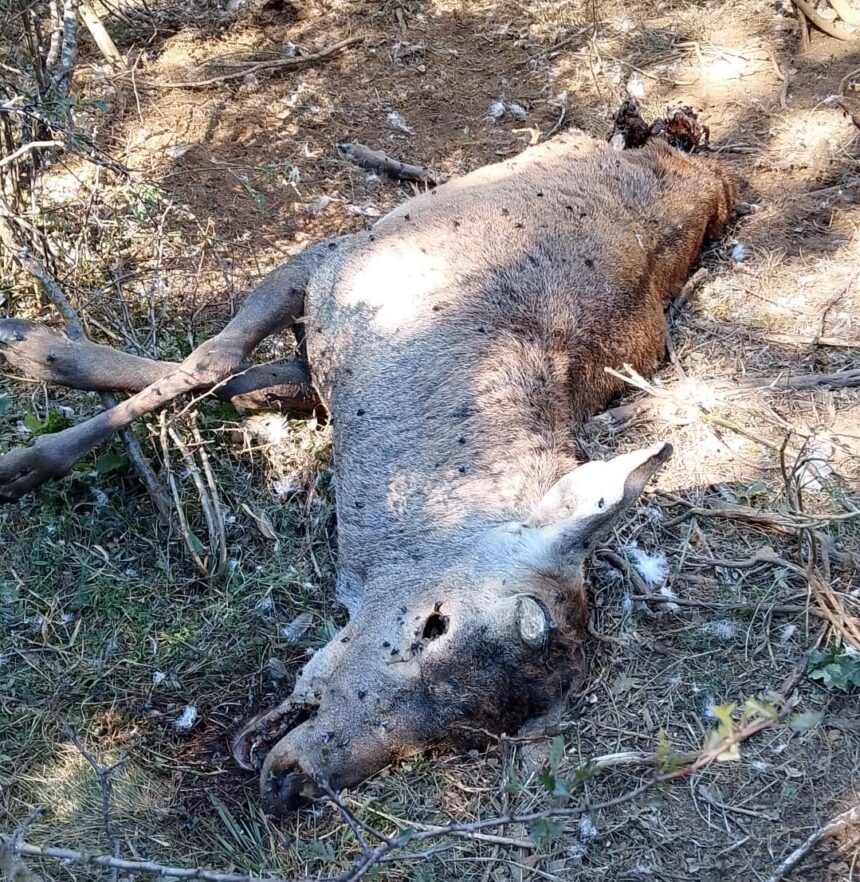 Ciervo muerto sin las cuernas