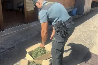 Un guardia civil se agacha ante una caja de carton llena de marihuana