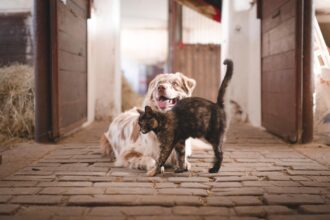 Perro de color canela y gato pardo juntos en la calle