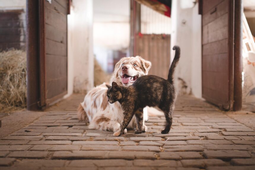 Perro de color canela y gato pardo juntos en la calle